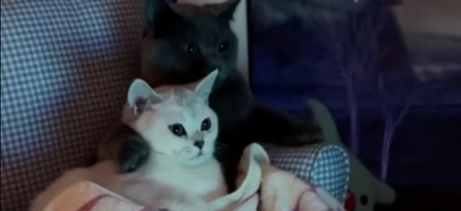 Cat cuddled up enjoying a movie